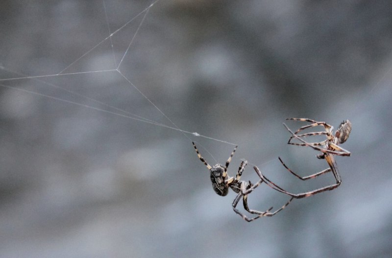 Пауки семейства Dinopidae spinosa