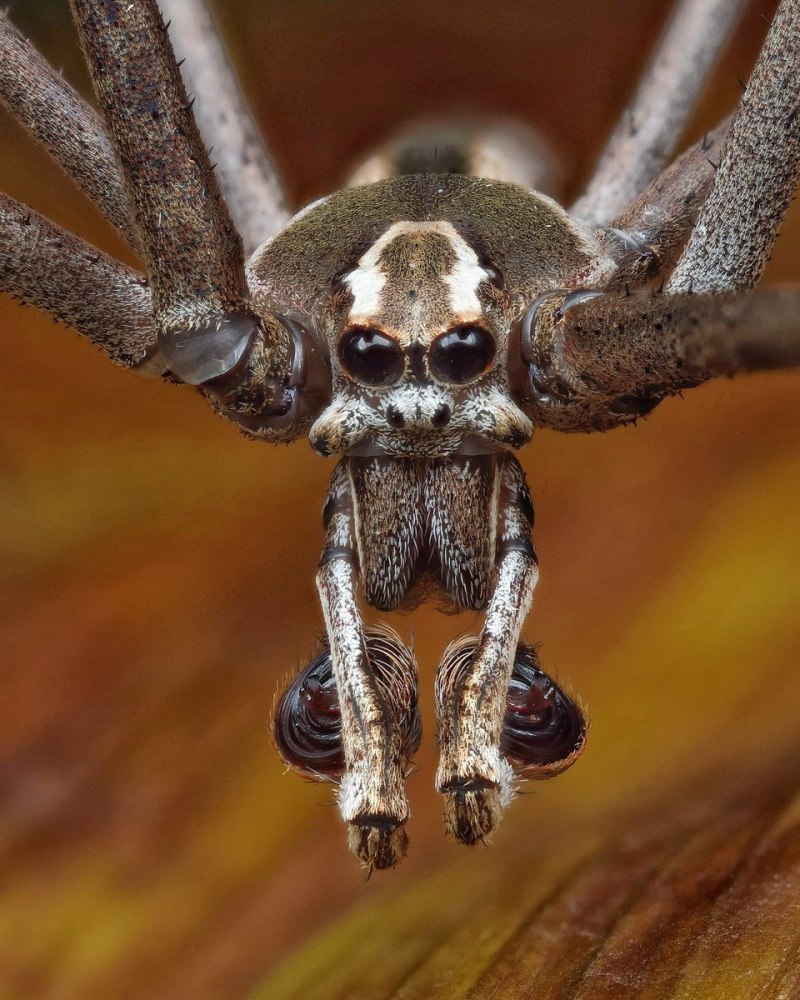 Австралийский паук Гладиатор