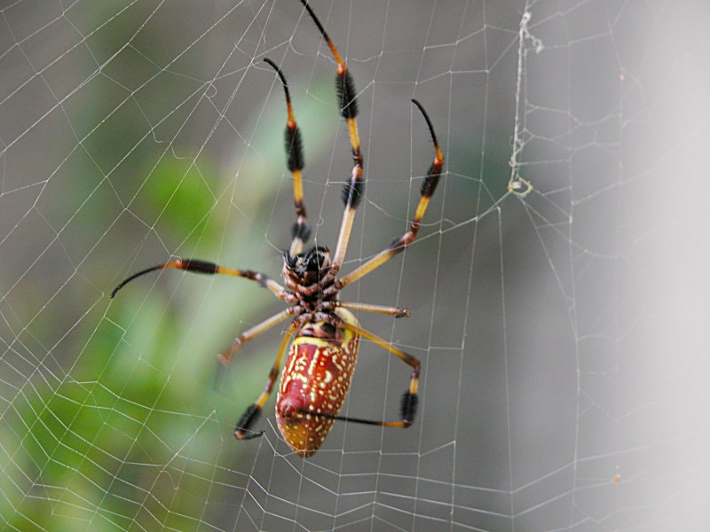 Дейнопида паук