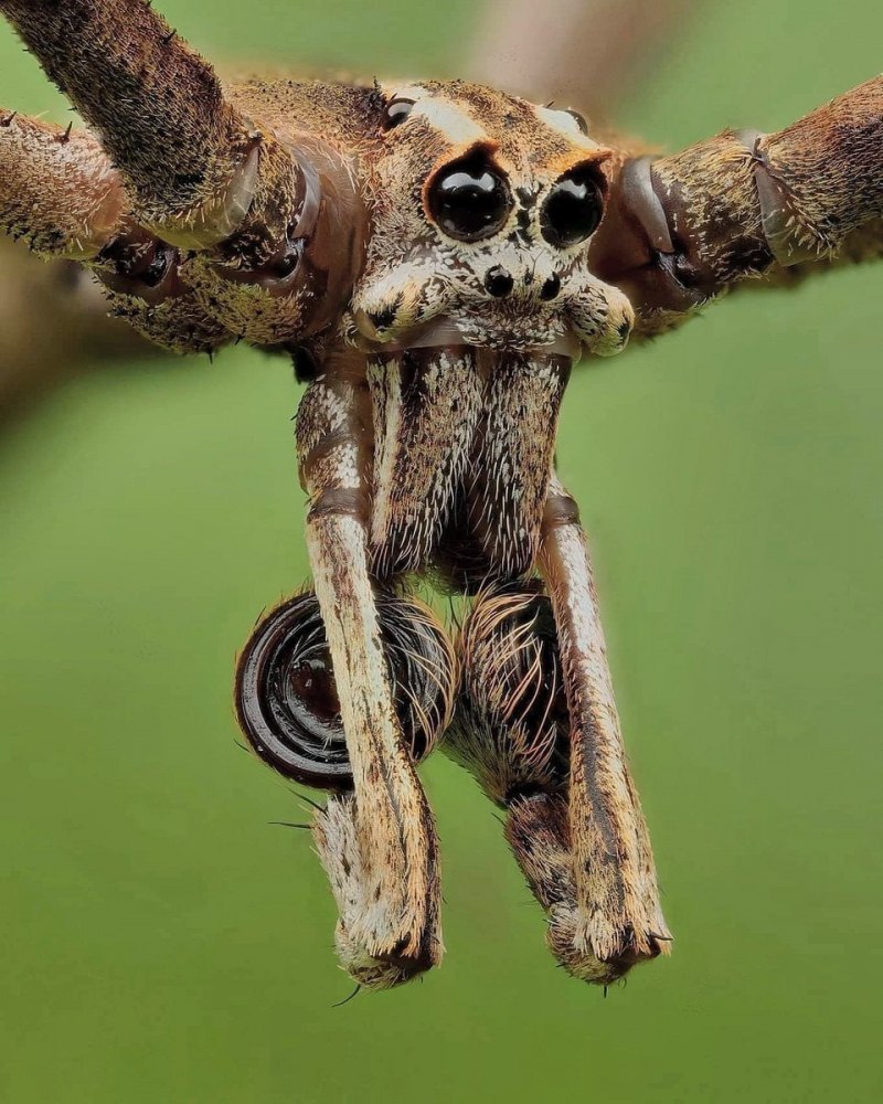 Австралийский паук Гладиатор