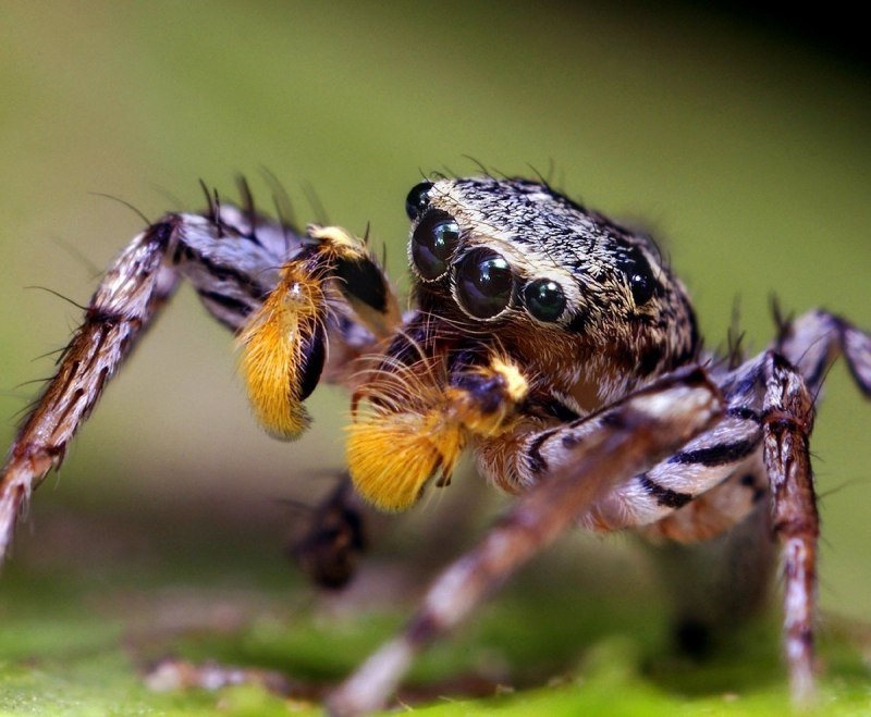 Тарантул челистоногий