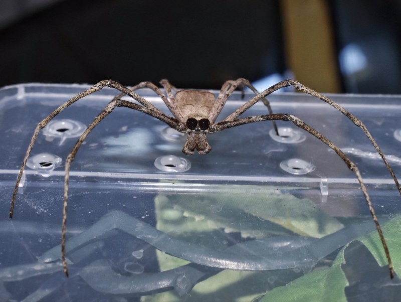 Австралийский паук Гладиатор