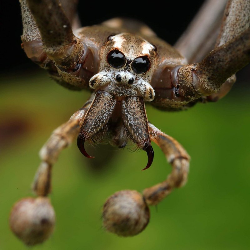 Дейнопиды пауки