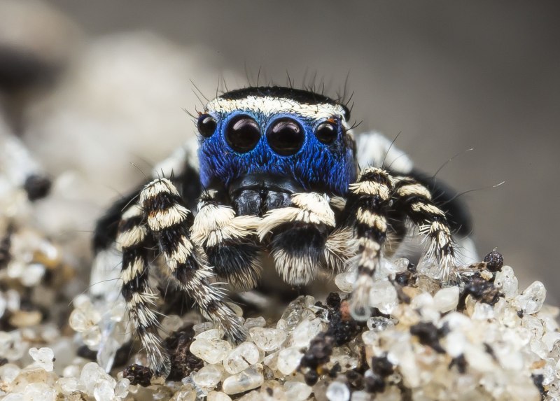 Паук охотится