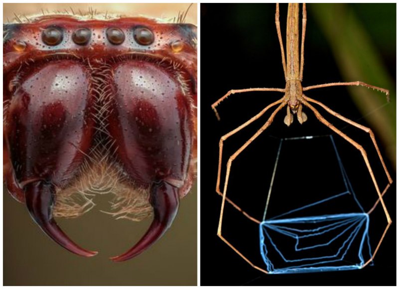Красноспинный паук японский