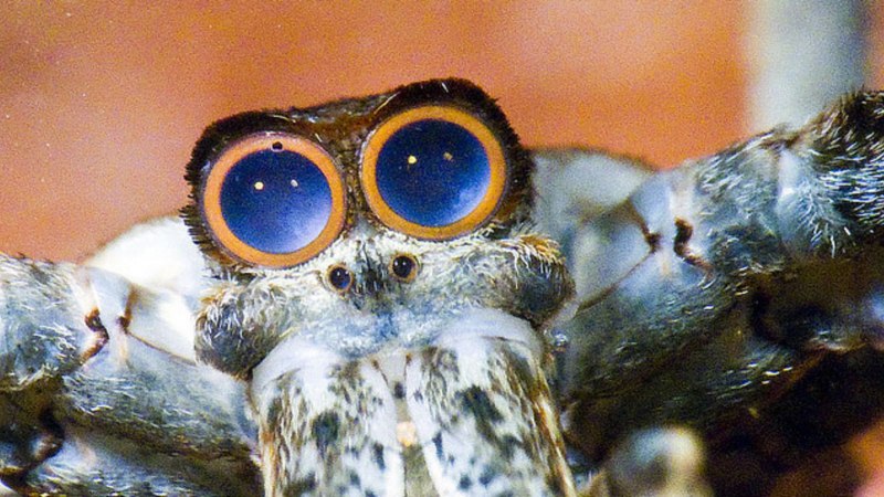 Самые страшные пауки на свете