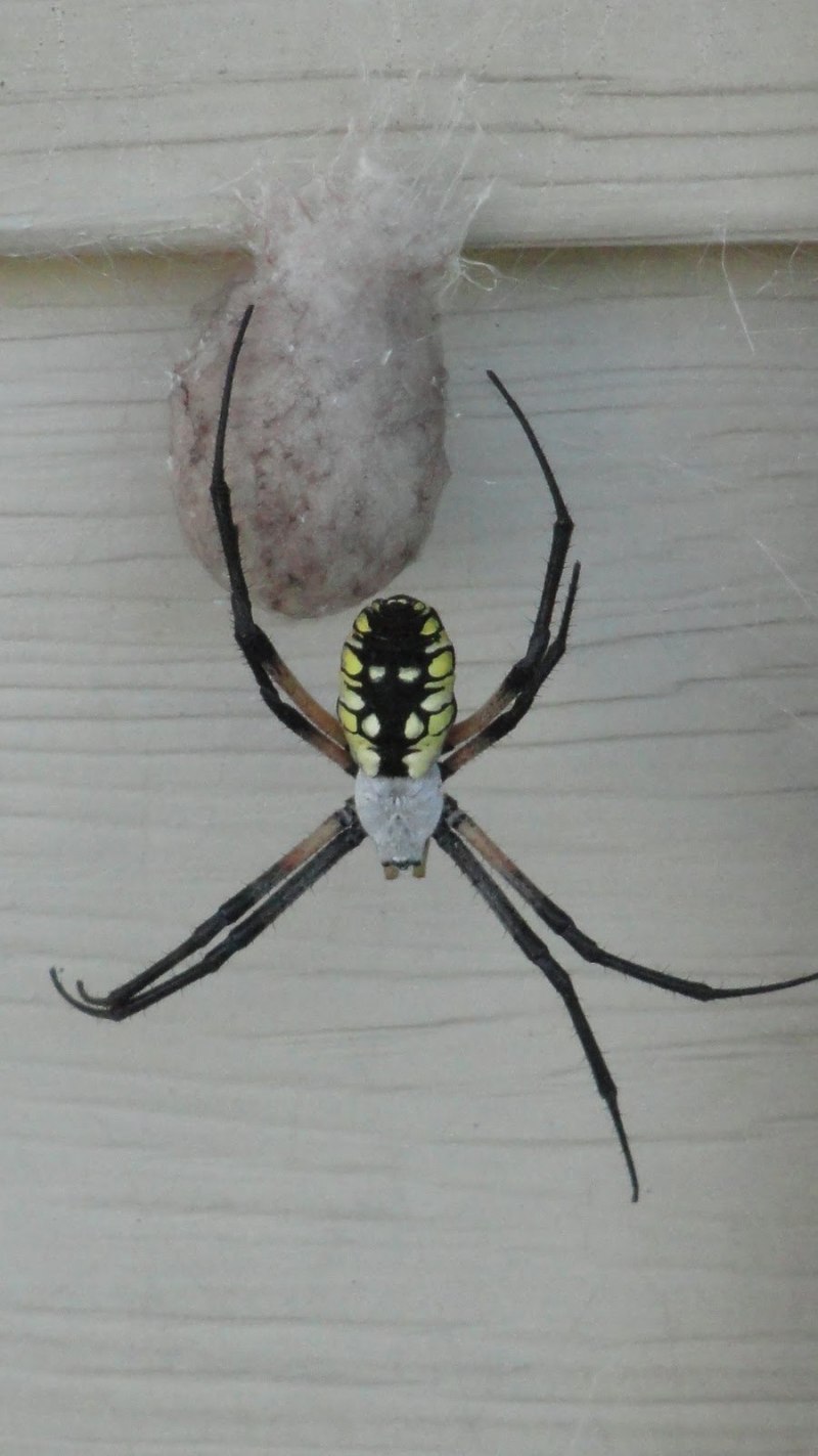 Птицееда Pterinochilus murinus