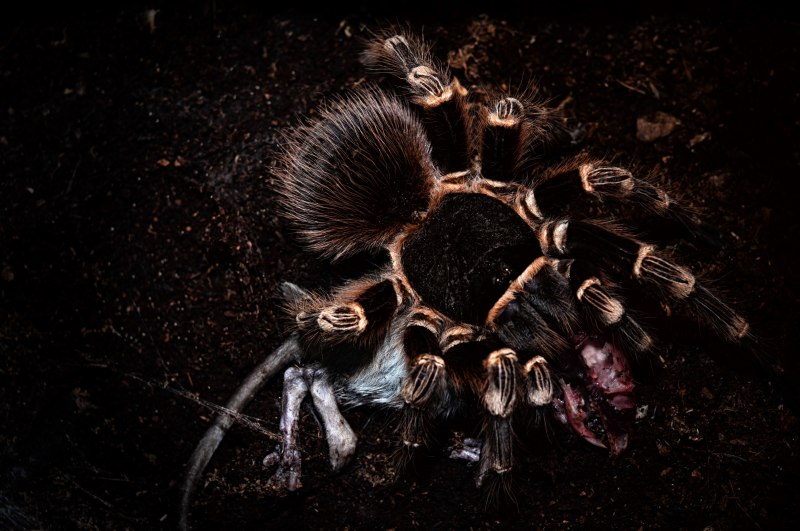 Паук птицеед глазки