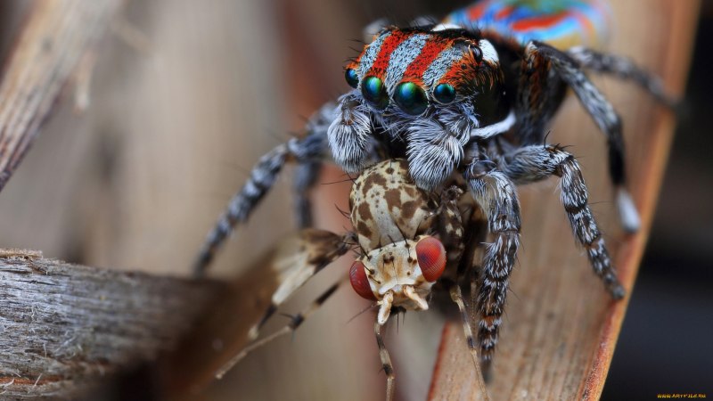 Паук-огр, или паук-Гладиатор