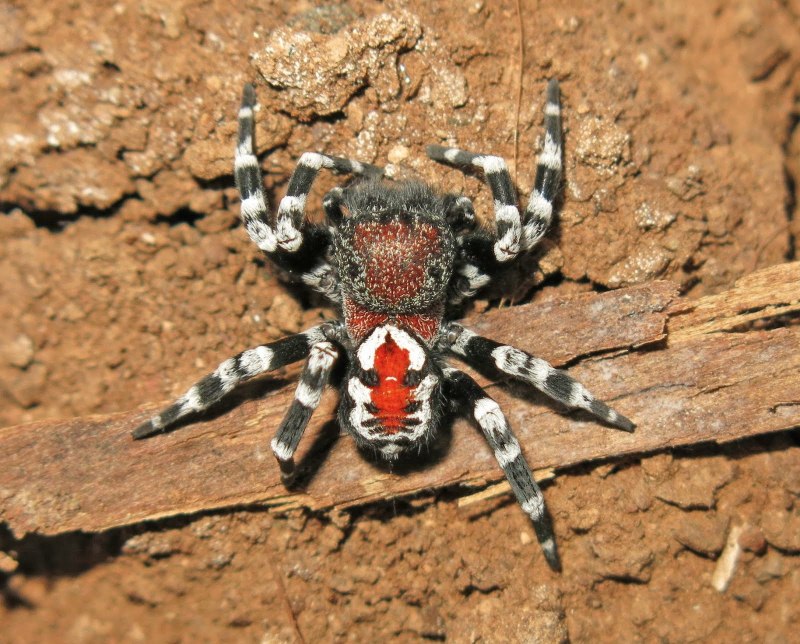 ВОВ спидер паук