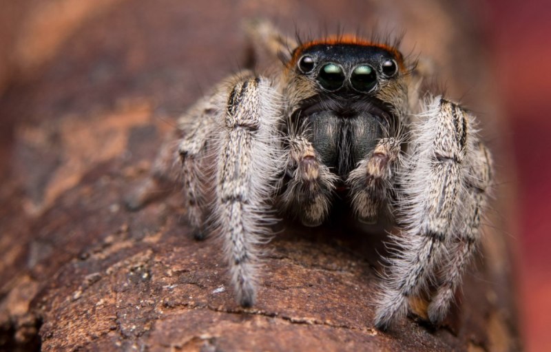 Паук ложный Каракурт