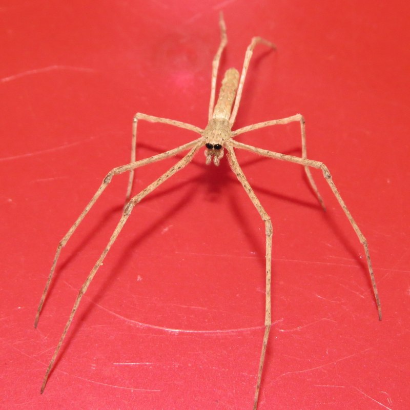 Битва пауков