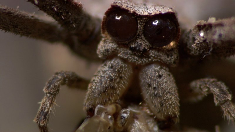 Кобальтовый паук птицеед