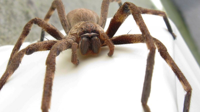 Королевский паук скакун