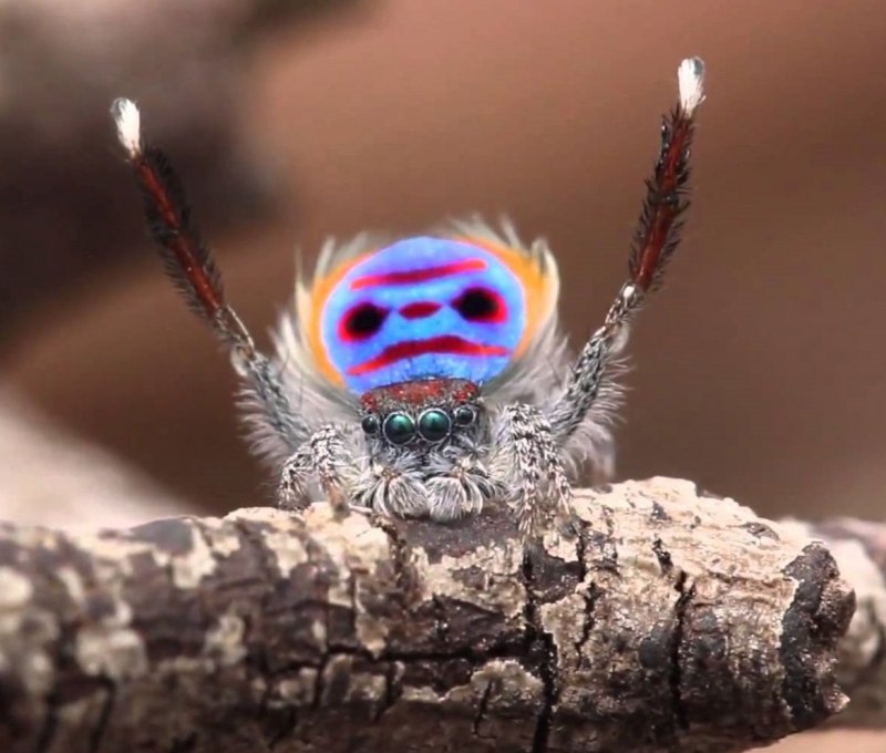 Паук из леса