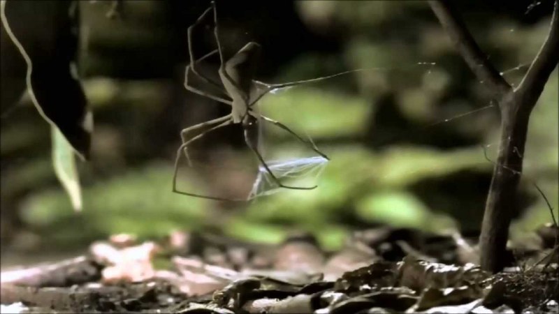 Морда паука