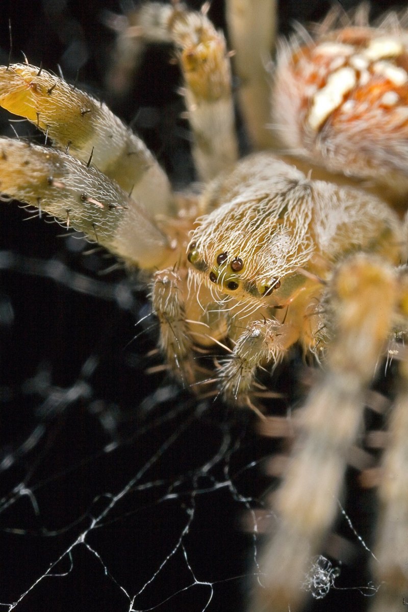 Паук Giaus villosus