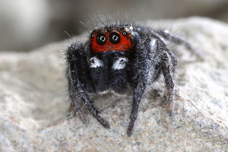 Паук прыгун