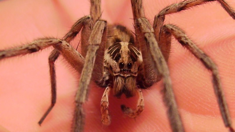 Паук-охотник (Sparassidae)