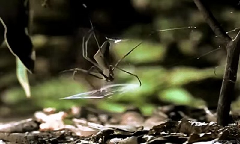 Гачи Гладиатор