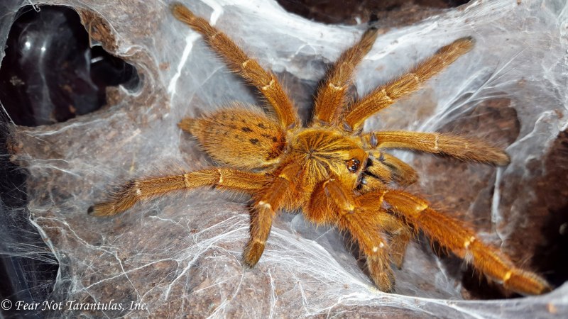 Паук мухоед