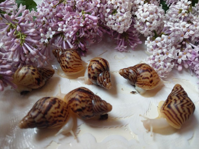 Ретикулята альбино