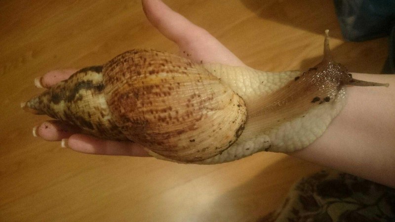 Улитка ахатина