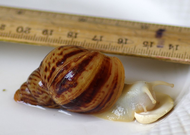 Ахатина иммакулята альбино