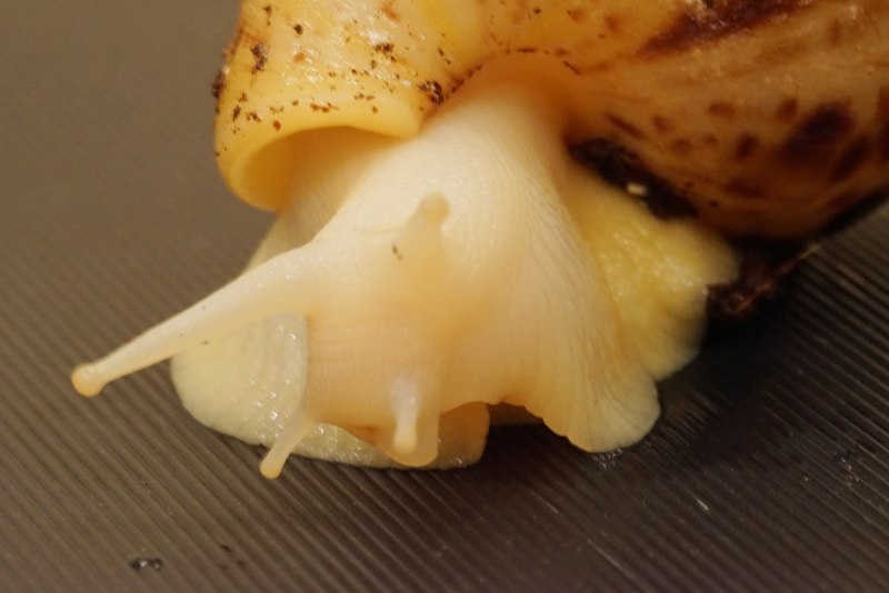 Ахатина банан