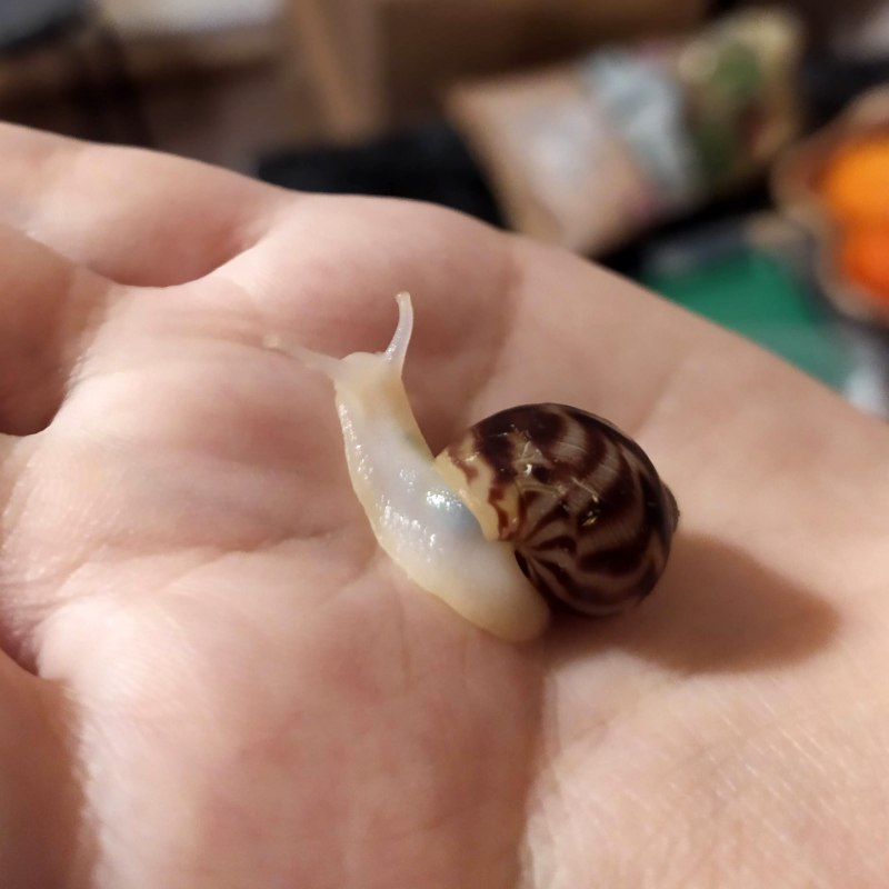 Ахатина ретикулята альбино