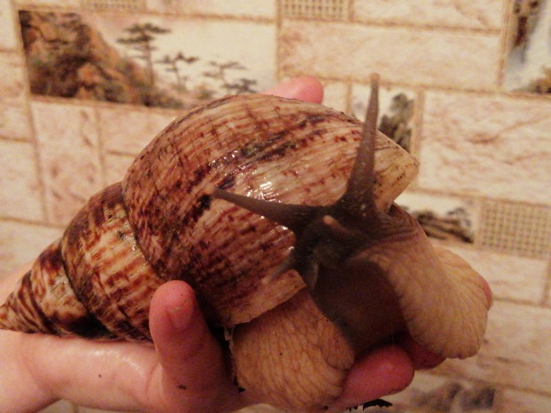 Ахатина ретикулята яйца