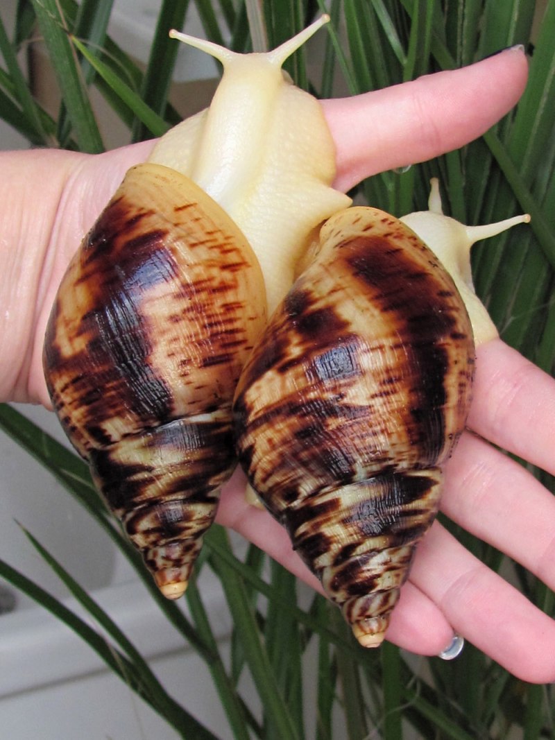 Улитка ахатина ретикулята альбино боди