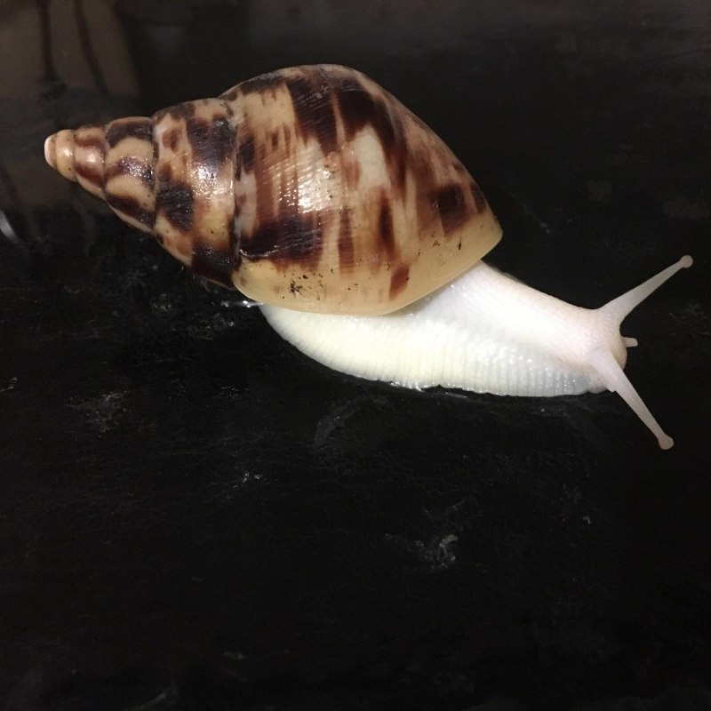 Улитки ахатины альбино ретикулята