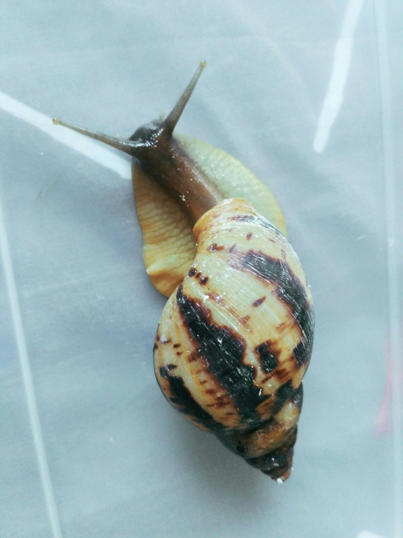 Achatina reticulata
