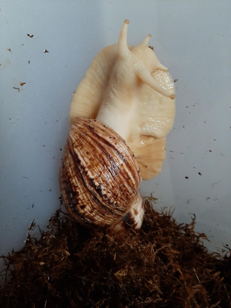 Улитка ахатина ретикулята размер