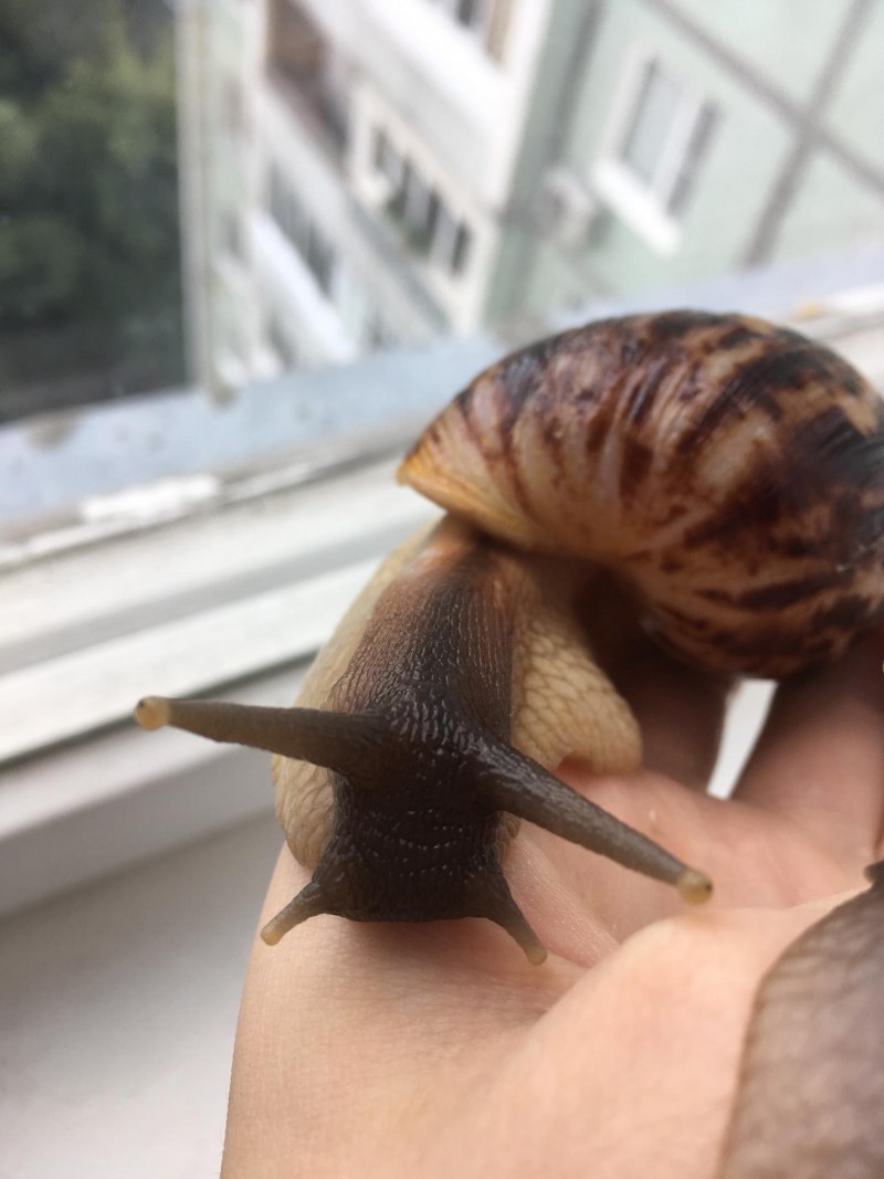 Улитка ахатина черноголовая