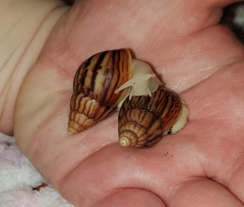 Улитята ахатины ретикулята