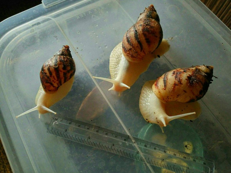 Улитята ахатина ретикулята альбино