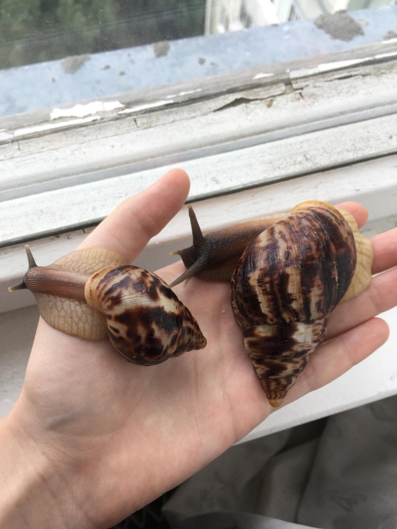 Улитка ахатина ретикулята черноголовая