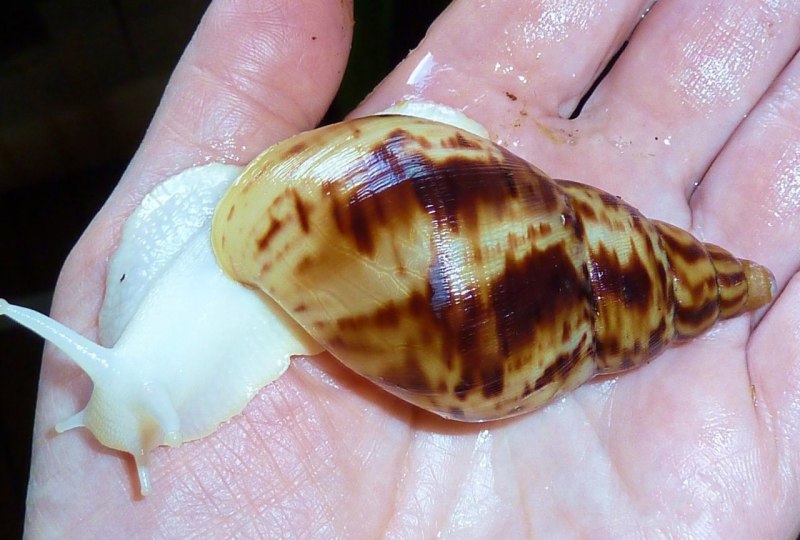 Ахатина ретикулята альбино