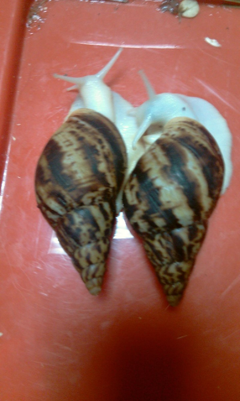 Гигантская улитка ахатина фулика