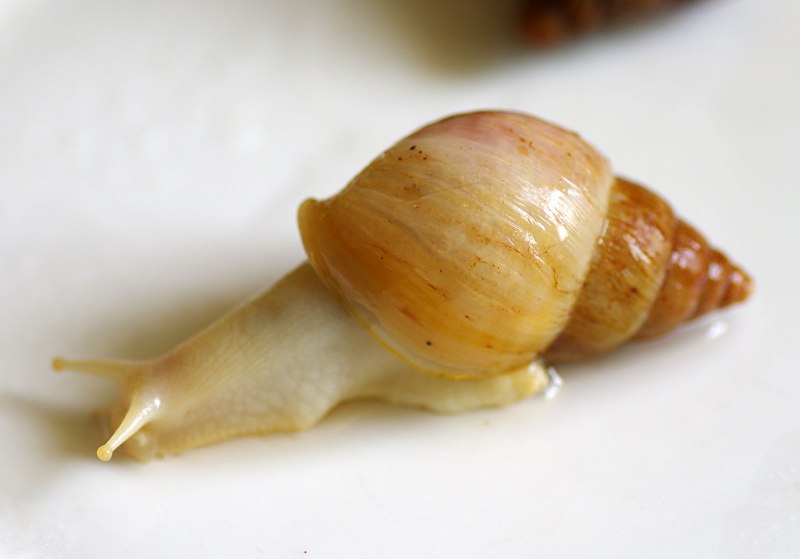 Ахатина фулика альбинос