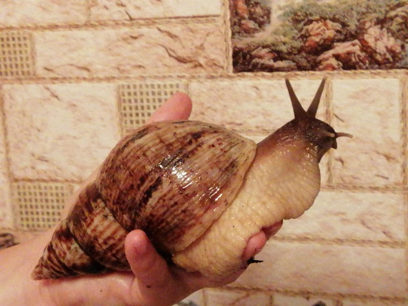 Улитка ахатина ретикулята черноголовая