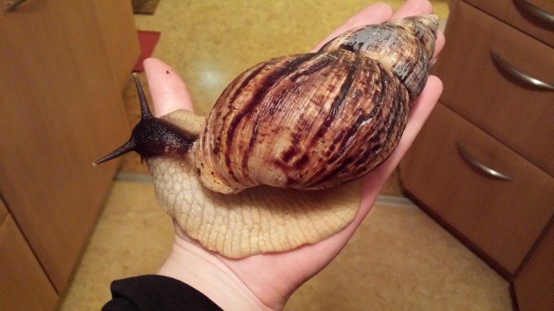 Ахатина гигантская ретикулята
