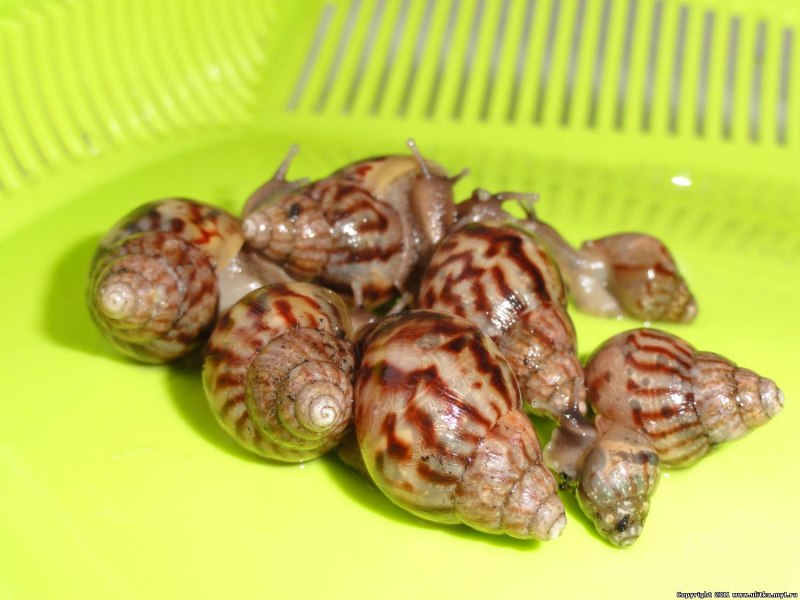 Ахатина ретикулята альбино малыши