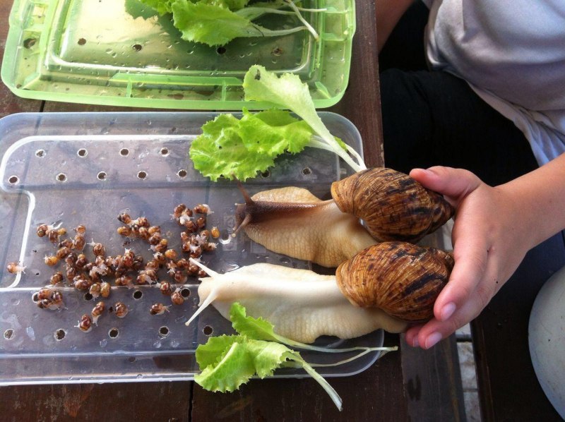 Улитки ахатины ретикулята