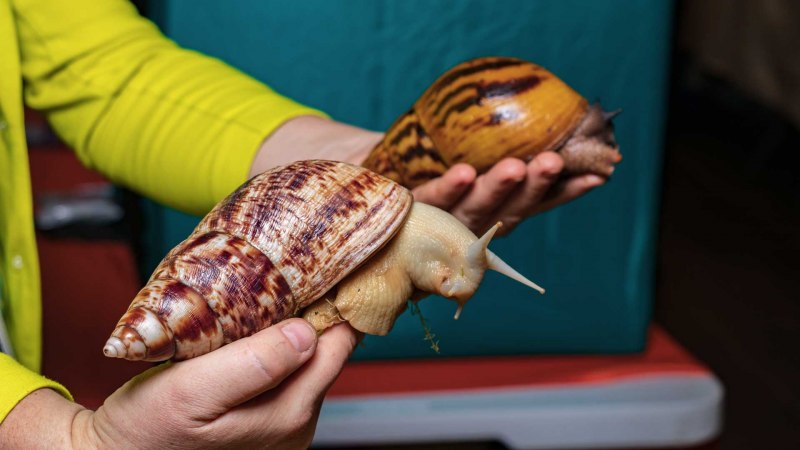 Ахатина ретикулята тигр