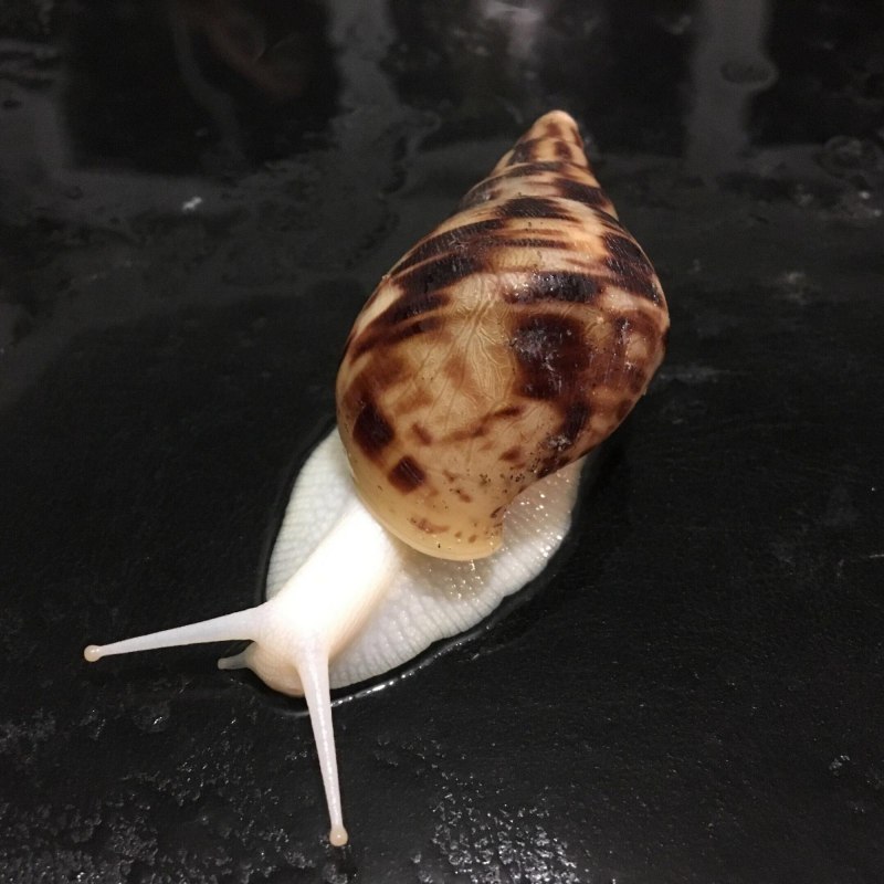 Улитка ахатина ретикулята альбино