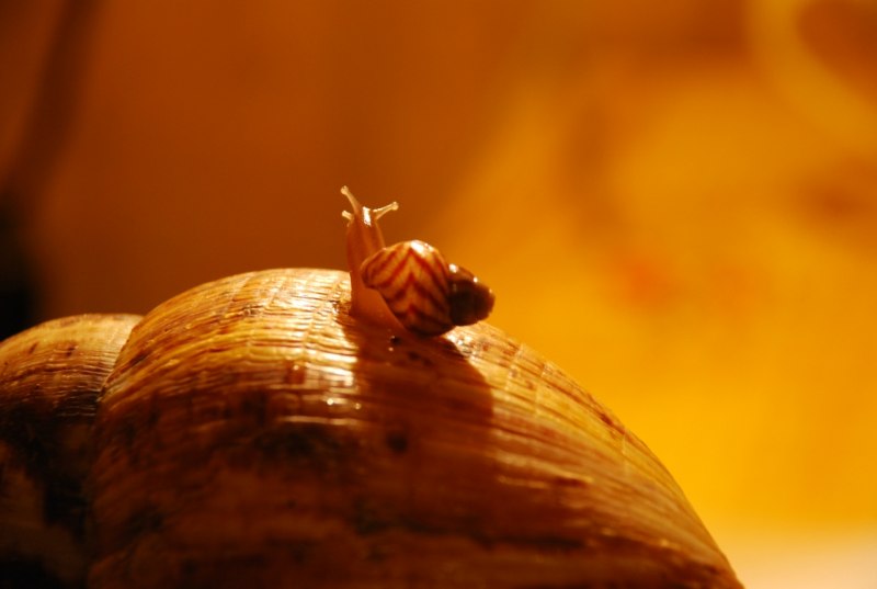 Ахатина фулика альбинос