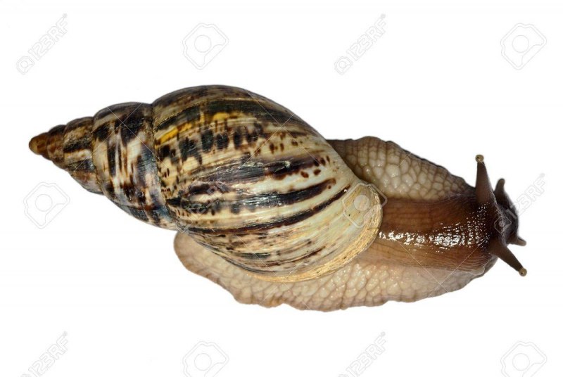 Улитята ахатина